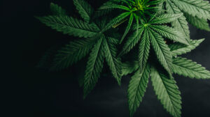 Marijuana Leaves